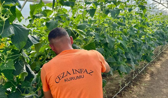 Kırşehir'de hükümlüler 400 dönümlük alanda tarım ve hayvancılığa katkıda bulunuyor