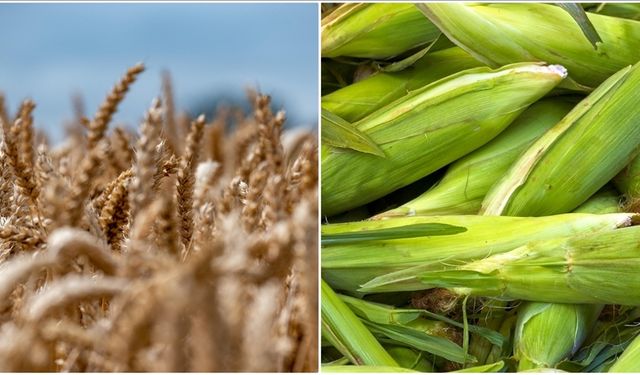 Arpa ve mısır ithalatında tarife kontenjanları 1 milyon ton olarak yeniden belirlendi