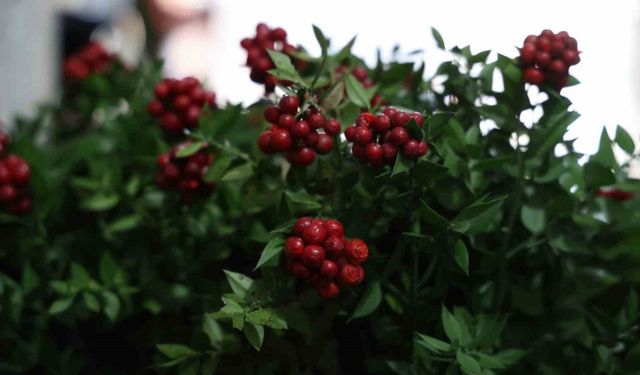 Kırşehir’de aralık ayının en çok tercih edilen çiçeği kokina oldu