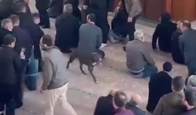 Camiye giren pitbull tedirginliğe neden oldu