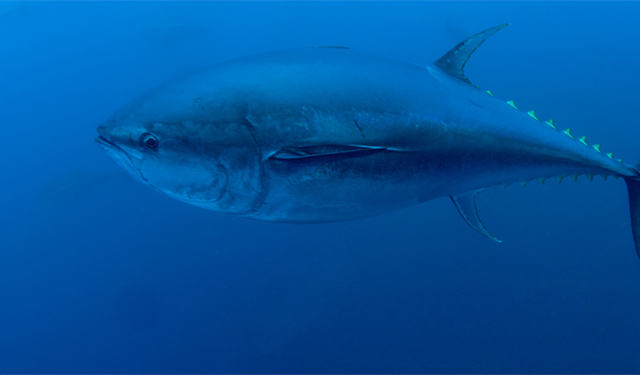 BAKAN YUMAKLI: "MAVİ YÜZGEÇLİ ORKİNOS KOTASI 3 BİN 95 TONA YÜKSELDİ"