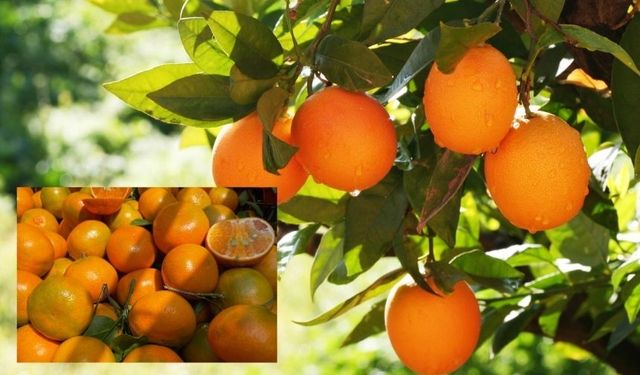 Gıda Fiyatlarında Büyük Uçurum: Mandalina ve Portakal Zirvede