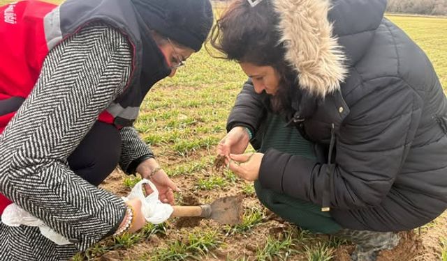 Tarımda Verim İçin Bitki Gelişim Süreci İzleniyor