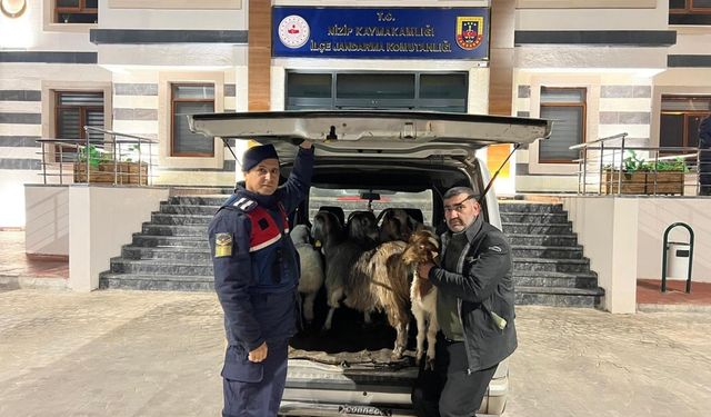 Sahte para ile hayvan alarak besiciyi dolandıran şahıslar yakalandı