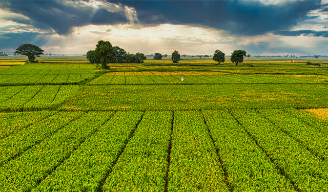 Çiftçilere 1,6 Milyar Liralık Destekleme Ödemesi Yapılıyor