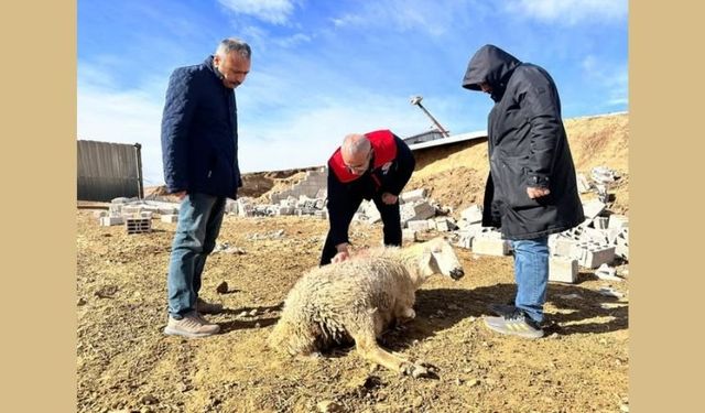 Dedeli Köyü’nde Küçükbaş Hayvan Telef Oldu