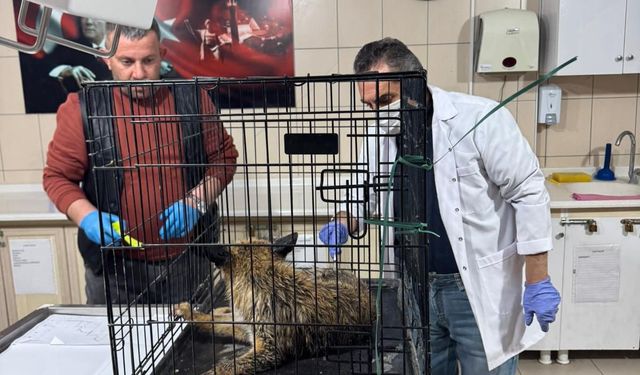 Kırşehir’de Yaralı Tilki Koruma Altında