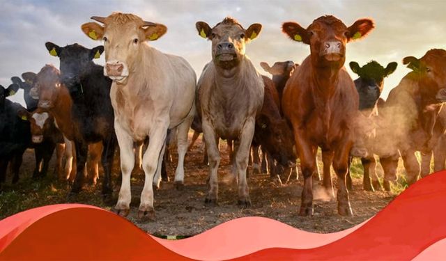 İcmaller Askıya Çıkarıldı