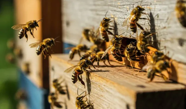 Kırşehir Arı Üretim Desteğinde Yeni Tutarlar Açıklandı