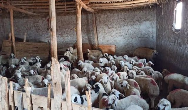 Kırşehir'de Şap Aşısı ve Denetimler Aralıksız Devam Ediyor