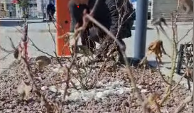 Mucur’da Park ve Bahçelerde Bahar Bakımı