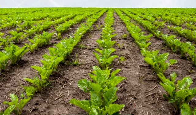 Çiftçinin Yüzü Güldü