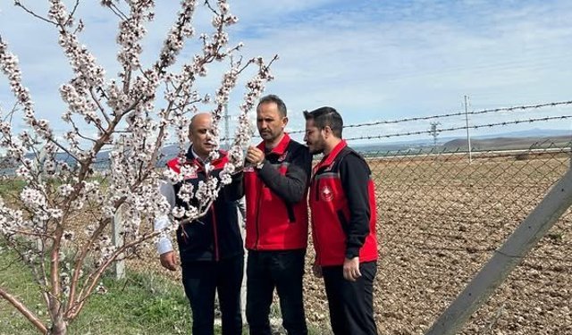 Kırşehir'de Zirai Donun Ardından Meyve Bahçeleri Kontrol Edildi