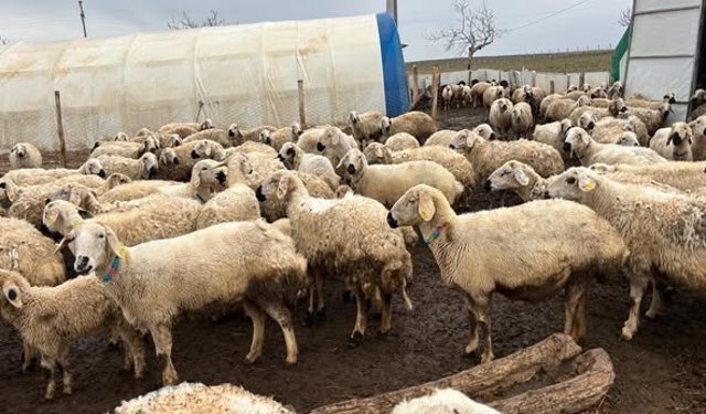 Kırşehir'de Destek Alan Üreticilere Yerinde Kontrol