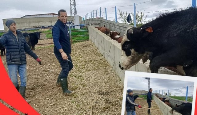Kırşehir’de Hayvan Sağlığı İçin Sahada Yoğun Mesai