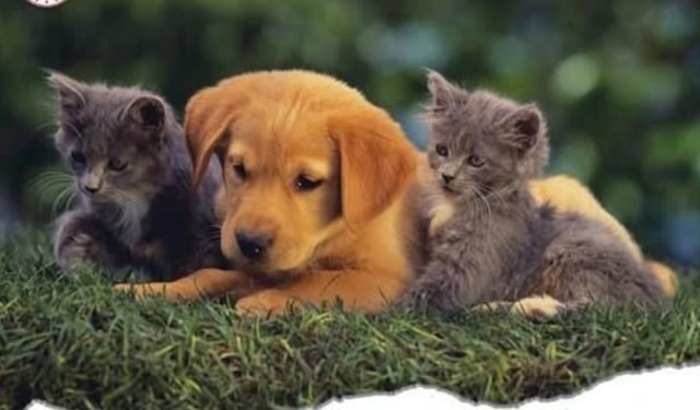 Ev Hayvanını Sokağa Bırakanlara Büyük Ceza