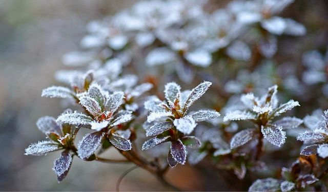 Kırşehir’de Çiftçilere Zirai Don Uyarısı