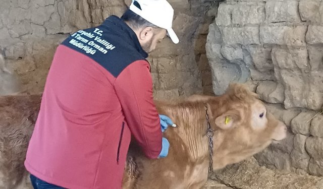 Kırşehir’de Hayvan Sağlığı İçin Çalışmalar Sürüyor