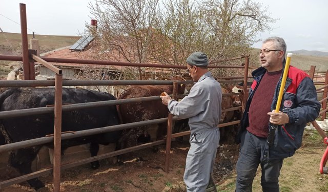 Şap ve Brucella ile Mücadelede Yoğun Mesai