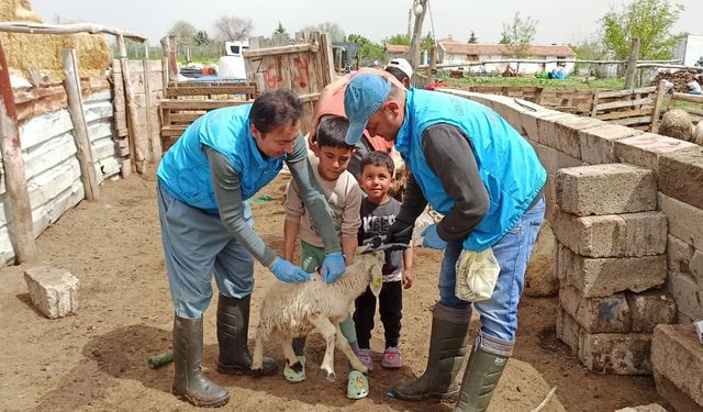 Hayvan Hastalıklarına Karşı Mücadele Sürüyor