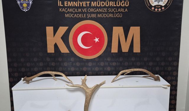 Kırşehir’de İş Yerinde Kızıl Geyik Boynuzu Ele Geçirildi