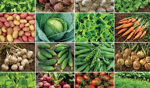 Tarımda Yerli Güç: 39 Yeni Bitki Çeşidi Daha Tescillendi