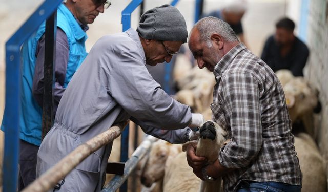 KIRŞEHİR’DE AŞILAMA VE KÜPELEME ÇALIŞMALARI DEVAM EDİYOR