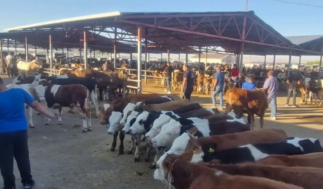 Kırşehir Canlı Hayvan Pazarı'nda Borsa Denetimleri Sürüyor