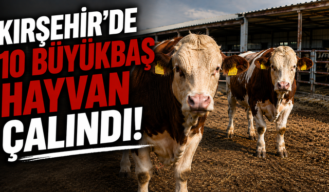 Kırşehir'de 10 Büyükbaş Hayvan Çalındı, Polis Peşlerini Bırakmadı