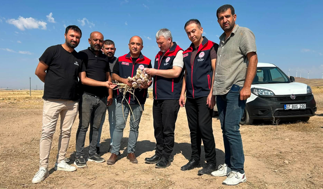 Mucur’da Sarımsak Üretimi İçin İlk Adım Atıldı
