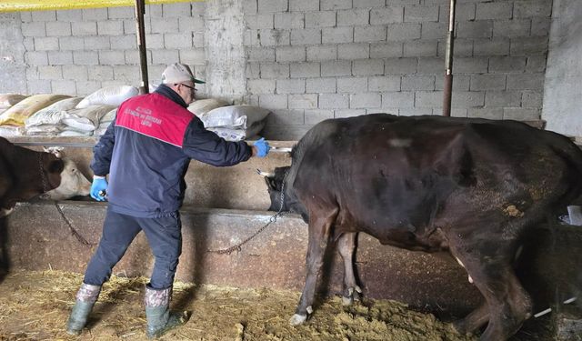 Kırşehir’de Şap ve Brucella Aşılaması Devam Ediyor