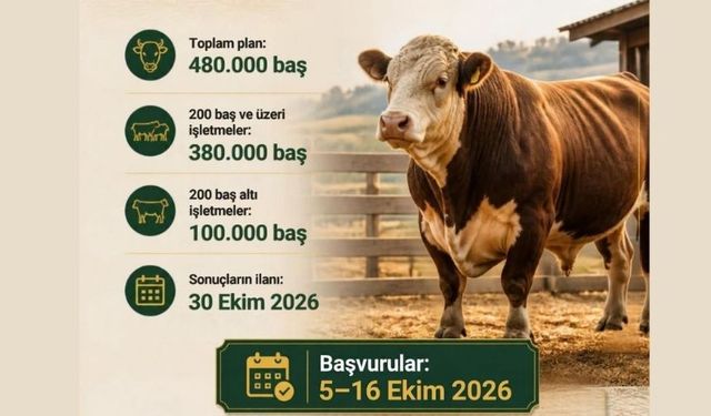 Besicilere Müjde! 480 Bin Baş Sığır İthal Edilecek