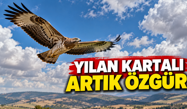 Yılan Kartalı Yeniden Özgürlüğüne Kavuştu