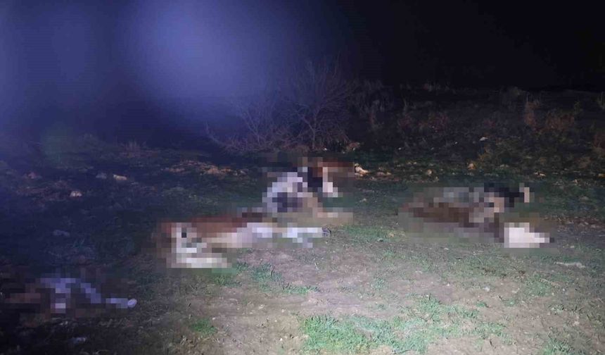 Kırşehir'de bulunan 13 cansız hayvan jandarmayı harekete geçirdi