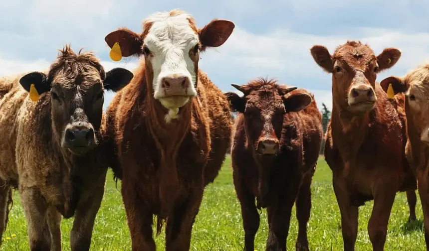 Kırşehir’de Besilik Sığır Desteği Detayları