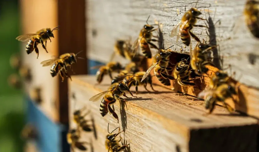 Kırşehir Arı Üretim Desteğinde Yeni Tutarlar Açıklandı