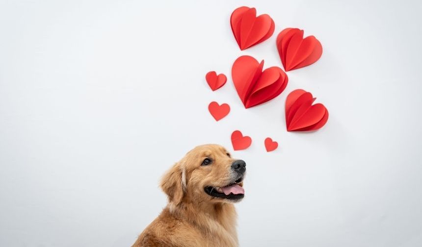 Sevgililer Günü Mesajı Arayanlara Özel