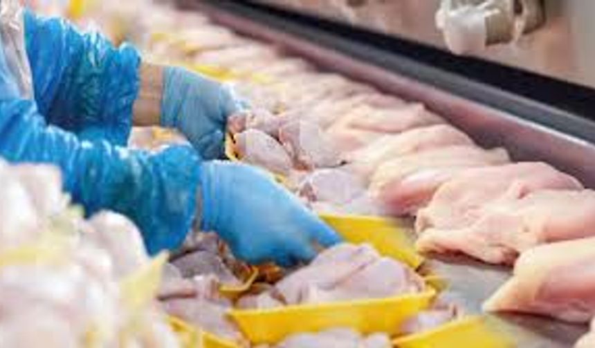 Ramazan Öncesi Tavuk İhracatı Durduruldu