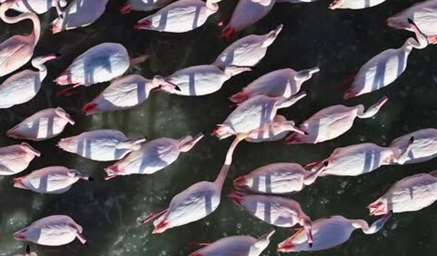 Kırşehir’den Renkli Flamingo Manzaraları