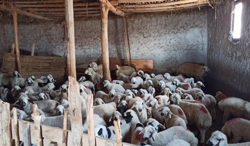 Kırşehir'de Şap Aşısı ve Denetimler Aralıksız Devam Ediyor