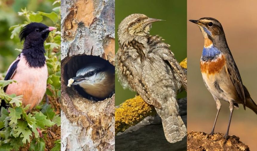 Kuş Türleri İçin Doğa Anketi Kırşehir’de!