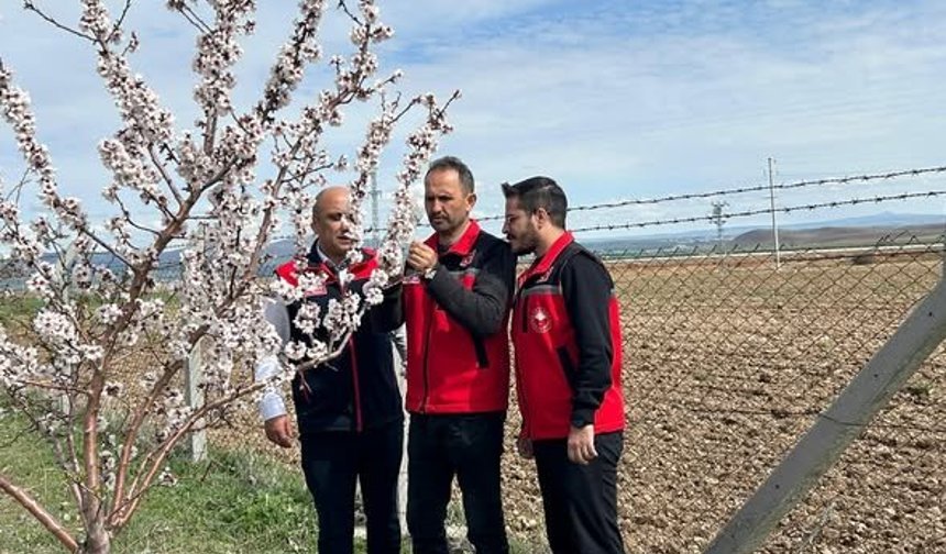 Kırşehir'de Zirai Donun Ardından Meyve Bahçeleri Kontrol Edildi