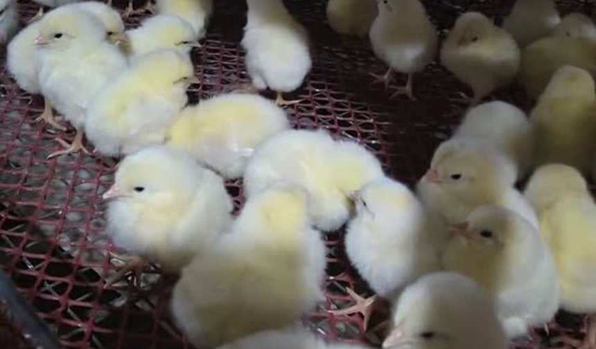 Kırşehir’de Kanatlı İşletmelerine Sıkı Denetim