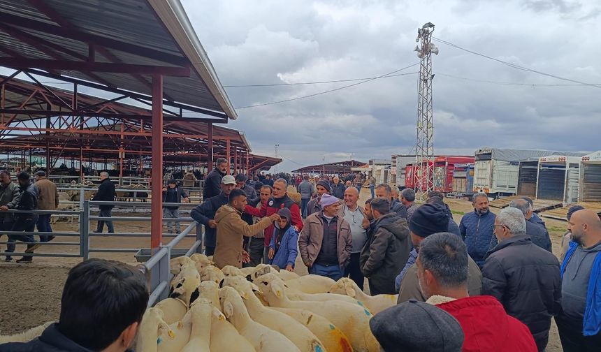 Kırşehir’de Kurban Bayramı Öncesi Hayvan Pazarında Sıkı Denetim