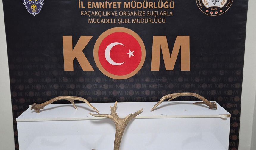 Kırşehir’de İş Yerinde Kızıl Geyik Boynuzu Ele Geçirildi