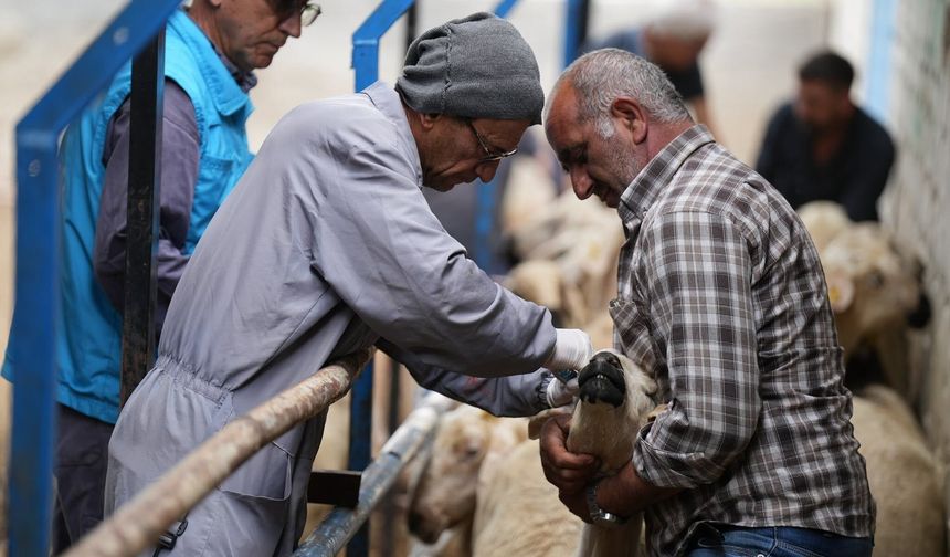 KIRŞEHİR’DE AŞILAMA VE KÜPELEME ÇALIŞMALARI DEVAM EDİYOR