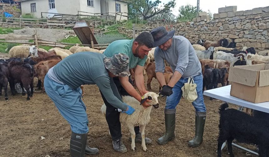Veteriner Hekimler Sahada Görev Başında