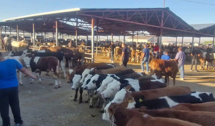 Kırşehir Canlı Hayvan Pazarı'nda Borsa Denetimleri Sürüyor