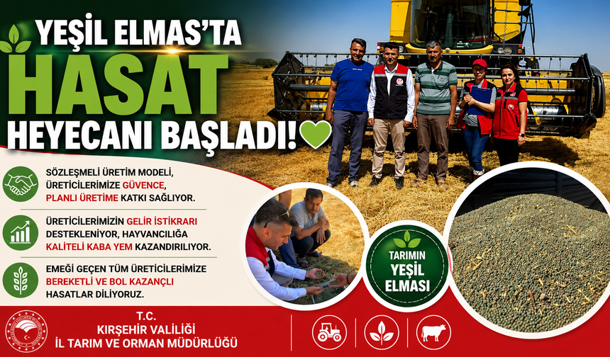 Mucur'da Yem Bezelyesi Hasadı Başladı