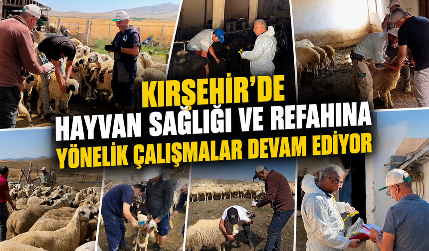 Kırşehir'de Hayvan Sağlığı İçin Sahada Yoğun Mesai